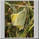 Pieris rapae - Kleiner Kohlweissling 01 wien-a.jpg